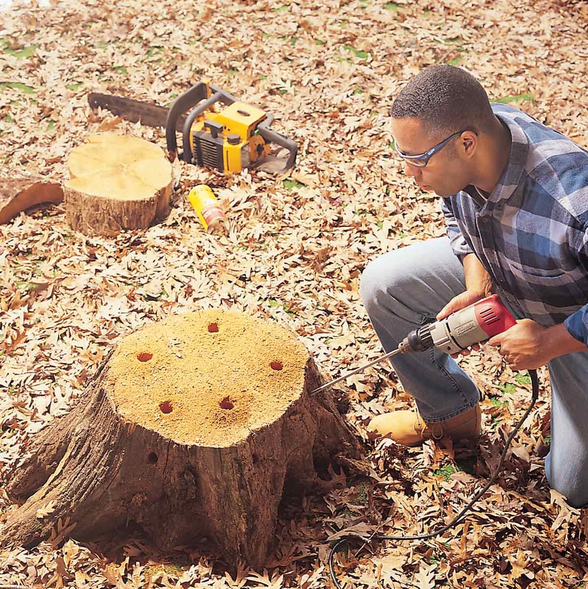 Tree Stump Removal for Beginners: Easy Steps to Follow